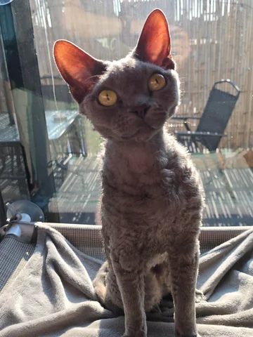 An owner's phone photo of their Devon Rex