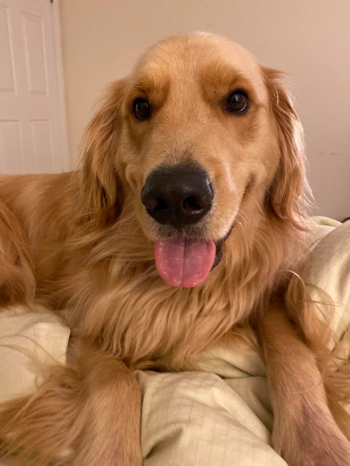 An owner's phone photo of their golden retriever